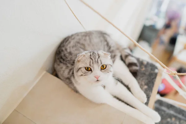 Cat lying on a couch in a cat cafe.