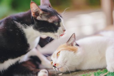 Bir kedi evde yerde başka bir kedinin tüylerini yalıyor..