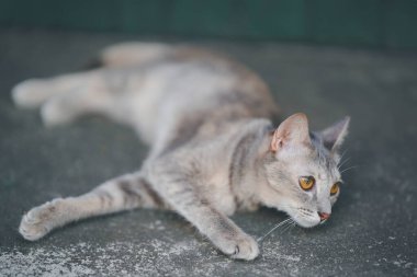 Gri Taylandlı bir kedi beton zeminde tembelce yatıyor.