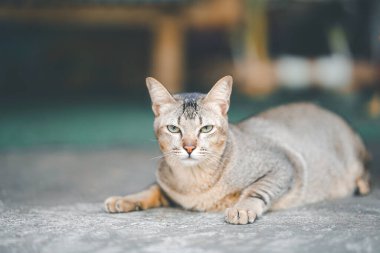 Gri Taylandlı bir kedi tembelce yatar ve beton zemindeki kameraya bakar..