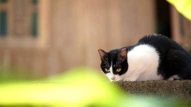 Siyah beyaz Taylandlı bir kedi çitin üzerinde oturuyor ve bir şeye bakıyor. Boşluğu kopyala.