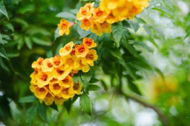 Trompet çalısı, Tecoma evi süslemek için diktiği portakal çiçeğini bir buket çiçeğe dönüştürür..