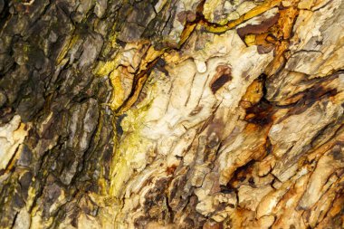 Kuru ve çatlak kabuk yüzeyinin deseni.