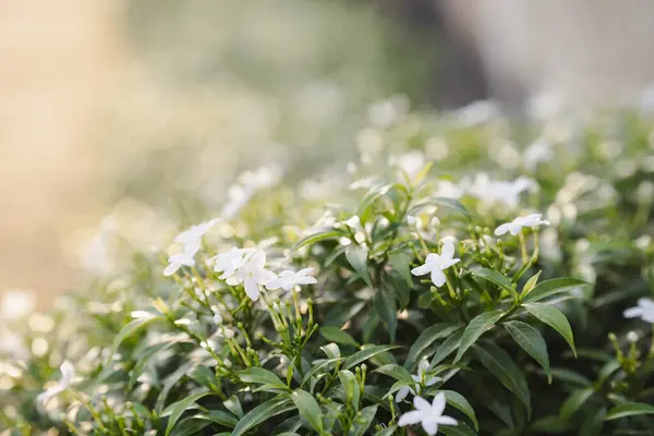 stock image White gardenia flowers blooming in the front garden. Popularly planted as a fence plant.