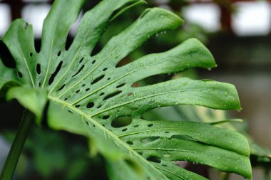 Close-up of a lush green split-leaf philodendron with intricate leaf patterns, perfect for botanical themes and nature lovers. clipart