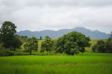 Bereketli bir yeşillik, yüksek ağaçlar ve bulutlu bir gökyüzünün altındaki uzak dağlardan oluşan sakin bir manzara. Doğa temalı projeler ve sunumlar için mükemmel.