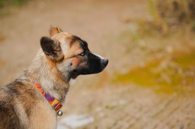 Doğal ışıkta yakalanan bir köpeğin yan profili, belirgin özelliklerini ve tasmasını hafifçe bulanık bir arka plana vuruyor..