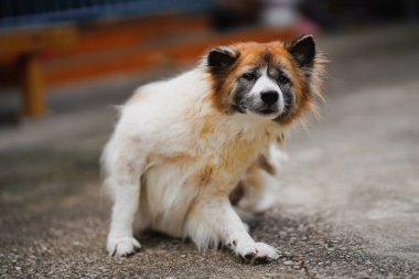 Uzun saçlı beyaz bir Tayland köpeği sert çimento kortunda otururken kendini kaşıyabilir..