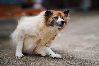 Uzun saçlı beyaz bir Tayland köpeği sert çimento kortunda otururken kendini kaşıyabilir..