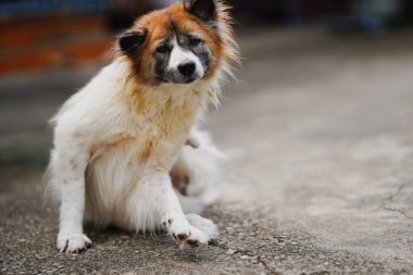 Beton bir yüzeyde oturan tüylü bir köpek, kameraya merakla bakıyor, yumuşak kürkünü ve doğal ışıkta yakalanan benzersiz işaretlerini gösteriyor..