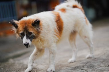 Kabarık paltolu, tuhaf bir ifadesi olan, dışarıda gezinen oyuncu bir köpek. Bu arkadaş canlısı köpek canlı bir ortamda neşe ve arkadaşlığı temsil eder..