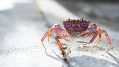 Beton yüzeyde yürüyen canlı yengeç, eşsiz renklerini ve özelliklerini sergiliyor.