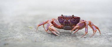 Yengecin desenli yüzeyde yürümesini, pençelerini ve detaylarını sergilemesini..