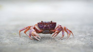Yengecin canlı renklerini ve detaylarını gösteren görüntüsünü kapat.