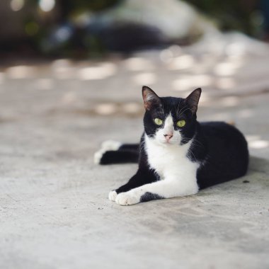 Rahatlamış bir siyah beyaz kedi, parlak yeşil gözleri ve neşeli tavırlarıyla güneşli bir yüzeye uzanır..