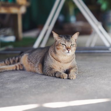 Beton bir yüzeyde uzanan sakin bir kedi, biraz şaşı bir bakışla rahatlamış görünüyor, rahat bir ortamda geçiyor..