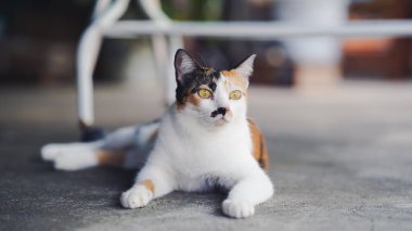 Kalıplı bir yüzeyde uzanan, tüylerini ve özenli ifadesini sergileyen, gevşemiş bir calico kedisi..