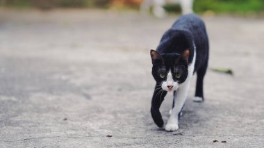 Beton bir yüzeyde güvenle yürüyen siyah ve beyaz bir kedi çarpıcı kürk desenini ve tuhaf davranışlarını sergiliyor..