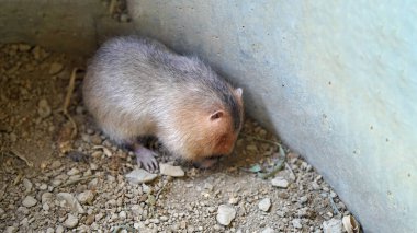 Yumuşak kürklü küçük bir kemirgen, doğal merakını göstermek için duvarın yakınındaki toprağı araştırır. Yaratık, sakin bir ortamda vahşi yaşamı temsil ediyor..