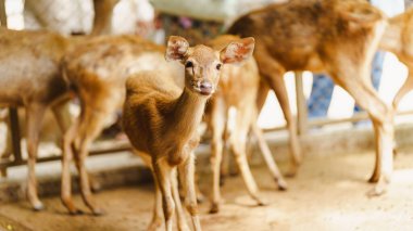 Genç bir geyik, diğer geyiklerle çevrili bir ağılda duruyor ve tuhaf ifadesini doğal ortamında sergiliyor..