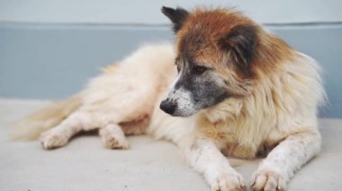 Beyaz ve kahverengi kürklü tüylü tüylü köpek yerde sakince yatıyor. Huzurlu ve rahat bir yüz ifadesi sergiliyor.