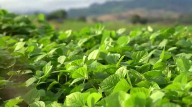Taze yeşil yapraklı yeşil soya fasulyesi tarlası güneş ışığı ve dağ arka planında doğal tarım tarımında