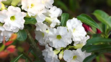 Yeşil yapraklı beyaz çiçek kümesi. Doğal ışık, beyaz çiçek. Huzurlu doğal bahçe atmosferi yaratıyor.
