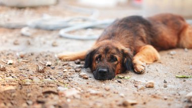 Kederli kahverengi bir köpek, dağılmış taşlar ve bulanık bir arka plan ile engebeli engebeli yerde yatıyor, sakin ve yorgun bir ifade sergiliyor.