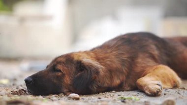 Huzurlu kahverengi köpek, yerde uzanıyor ve uyuyor. Sakin hayvan, gözleri kapalı, huzurlu bir şekilde dinleniyor.