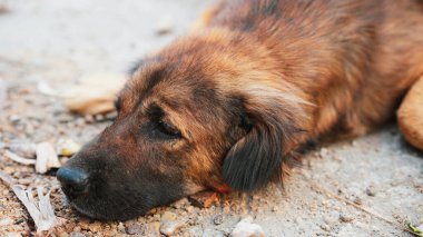 Sakin ve sakin bir ifadeyle, yerde yatan, dinlenen kahverengi bir köpeğin yakın çekimi.