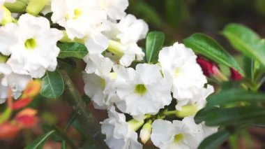 Doğal bahçede yeşil yapraklı beyaz çiçek kümesi, parlak taze atmosfer ve yakın çiçek manzarası