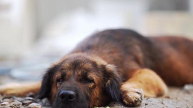 Yorgun kahverengi köpek üzgün ve sakin bir ifadeyle kayalık zeminde uzanıyor.