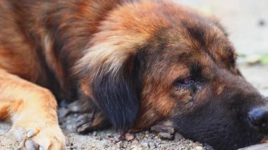 Büyük kahverengi köpek köpek, sakin bir ifadeyle yerde uzanıyor. Açık havada evcil hayvan kürkünün detaylarını gösteriyor.