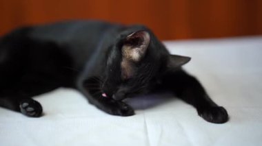 Siyah evcil kedi, beyaz kumaşın üzerinde yatar. Pençesini sakince yalarken dikkatli ama rahat bir ifade takınır. Tipik kedi bakımı davranışı sergiler..