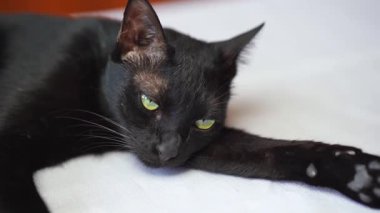 Beyaz kumaşın üzerine uzanmış canlı sarı gözlü, sakin ve rahat kedi sükuneti sergiliyor..