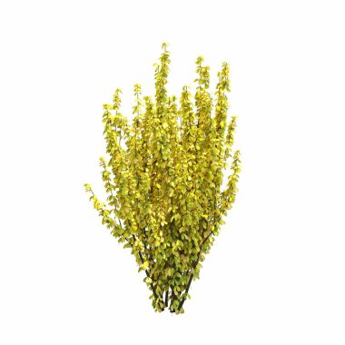 Beyaz arkaplanda izole edilmiş çalılıklar, 3 boyutlu illüstrasyon, cg canlandırma