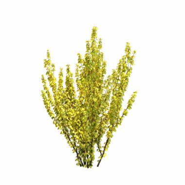 Beyaz arkaplanda izole edilmiş çalılıklar, 3 boyutlu illüstrasyon, cg canlandırma