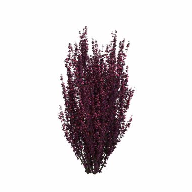 Beyaz arkaplanda izole edilmiş çalılıklar, 3 boyutlu illüstrasyon, cg canlandırma