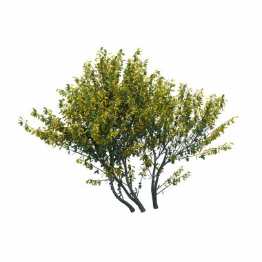 Beyaz arkaplanda izole edilmiş çalılıklar, 3 boyutlu illüstrasyon, cg canlandırma