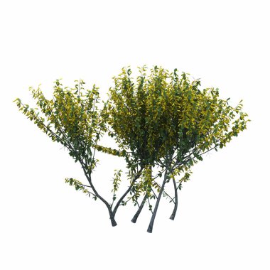 Beyaz arkaplanda izole edilmiş çalılıklar, 3 boyutlu illüstrasyon, cg canlandırma