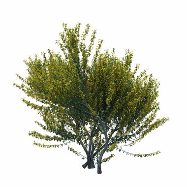 Beyaz arkaplanda izole edilmiş çalılıklar, 3 boyutlu illüstrasyon, cg canlandırma