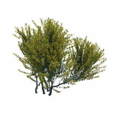 Beyaz arkaplanda izole edilmiş çalılıklar, 3 boyutlu illüstrasyon, cg canlandırma