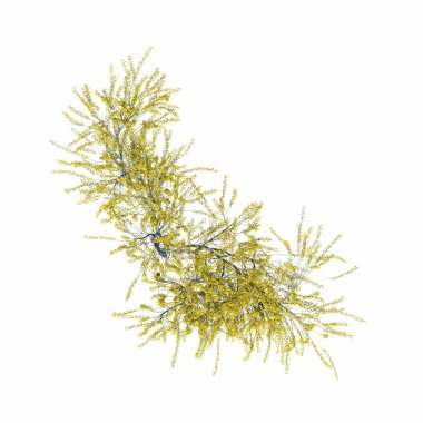 Beyaz arkaplanda izole edilmiş çalılıklar, 3 boyutlu illüstrasyon, cg canlandırma