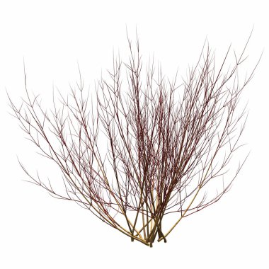 Beyaz arkaplanda izole edilmiş çalılıklar, 3 boyutlu illüstrasyon, cg canlandırma