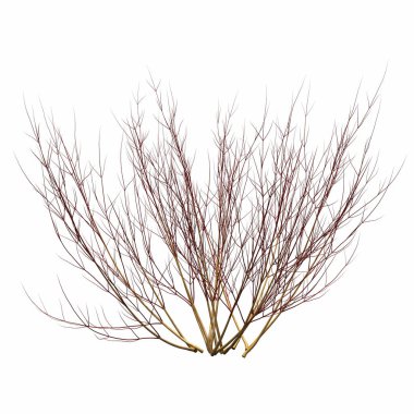 Beyaz arkaplanda izole edilmiş çalılıklar, 3 boyutlu illüstrasyon, cg canlandırma