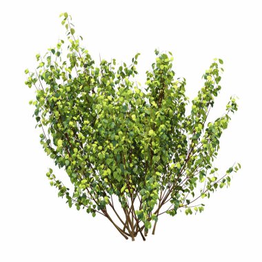 Beyaz arkaplanda izole edilmiş çalılıklar, 3 boyutlu illüstrasyon, cg canlandırma