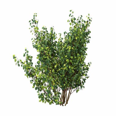 Beyaz arkaplanda izole edilmiş çalılıklar, 3 boyutlu illüstrasyon, cg canlandırma