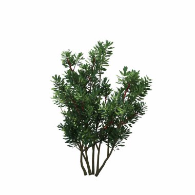 Beyaz arkaplanda izole edilmiş çalılıklar, 3 boyutlu illüstrasyon, cg canlandırma