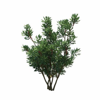 Beyaz arkaplanda izole edilmiş çalılıklar, 3 boyutlu illüstrasyon, cg canlandırma