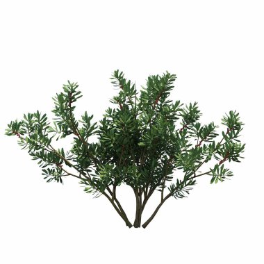 Beyaz arkaplanda izole edilmiş çalılıklar, 3 boyutlu illüstrasyon, cg canlandırma